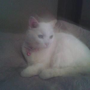 Meet your Posher, Peta